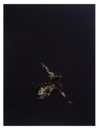 disappearing acts series