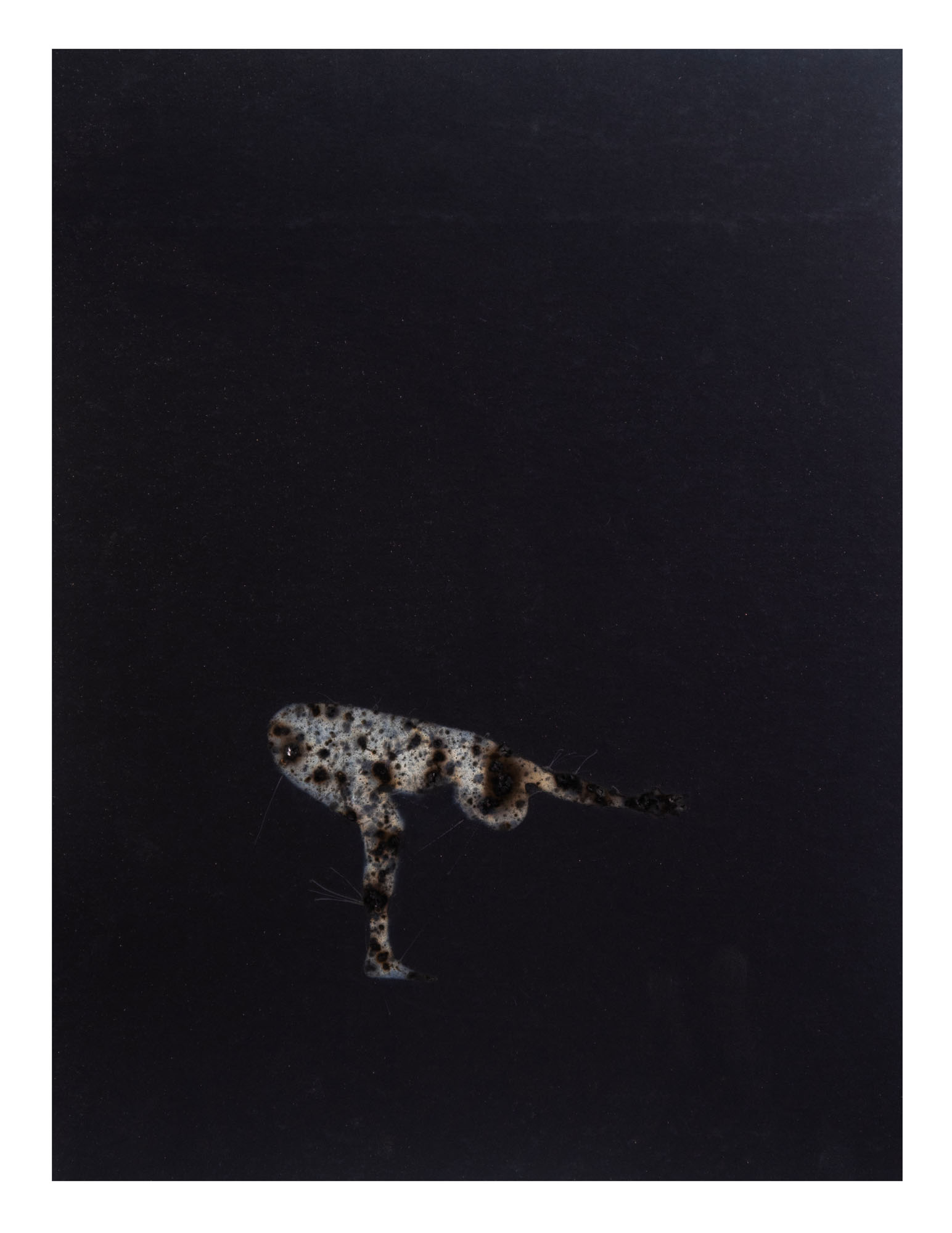 Disappearing acts series