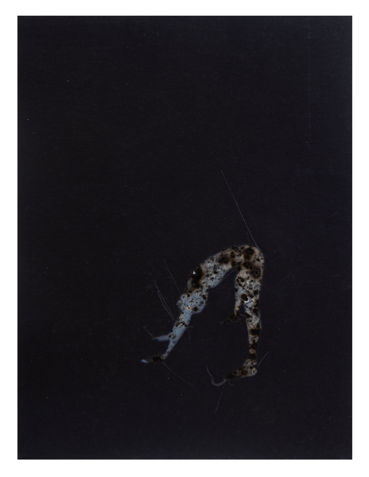 Disappearing acts series