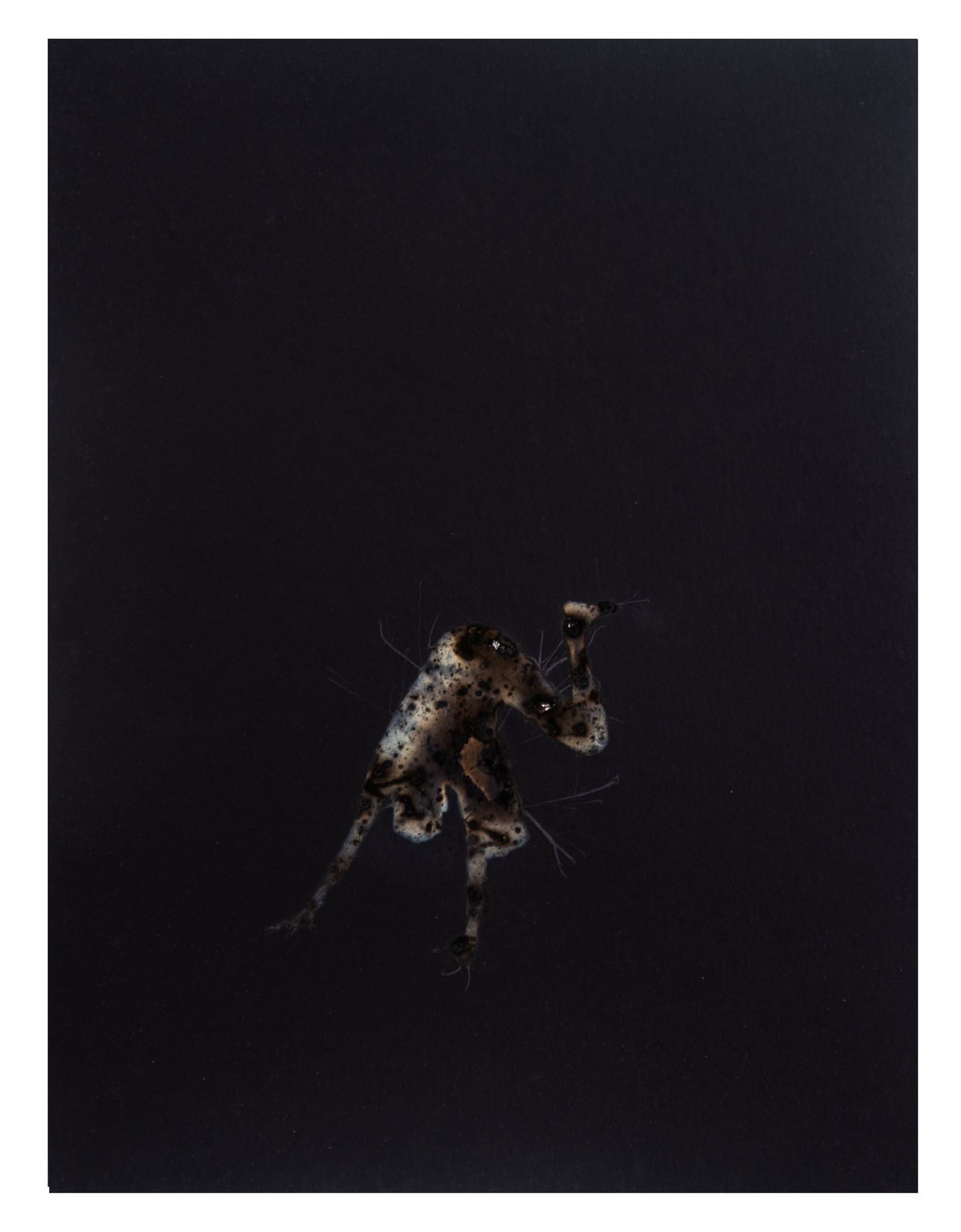 Disappearing acts series