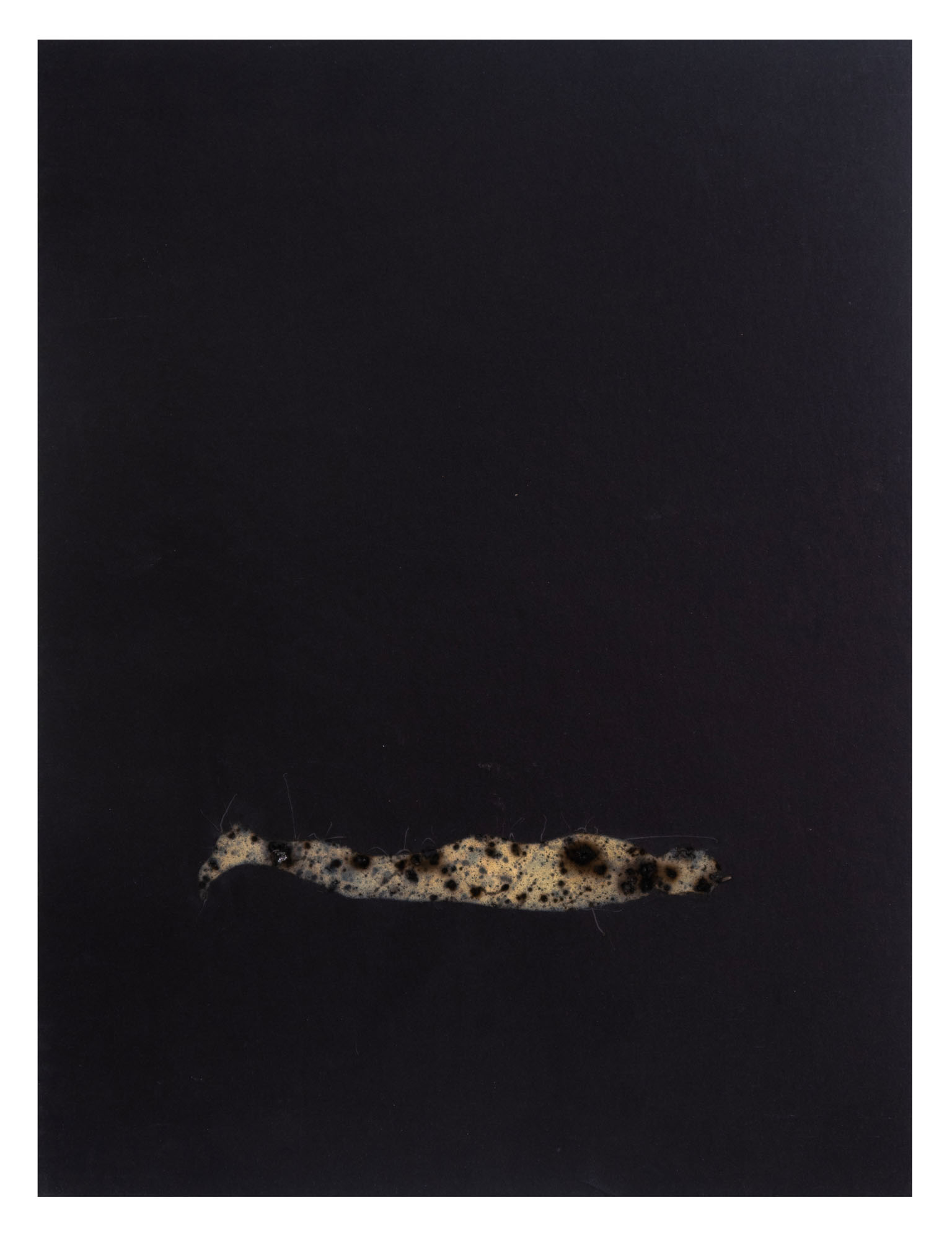 Disappearing acts series