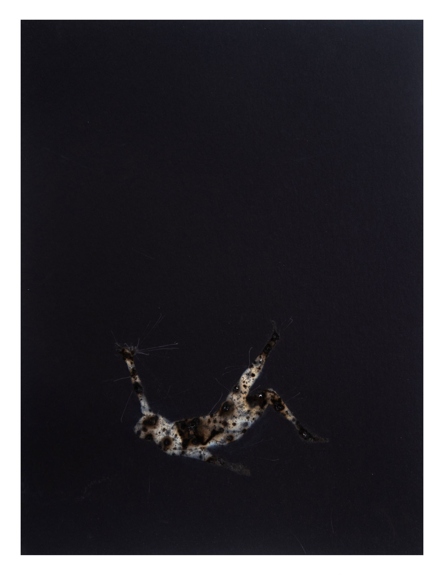 Disappearing acts series