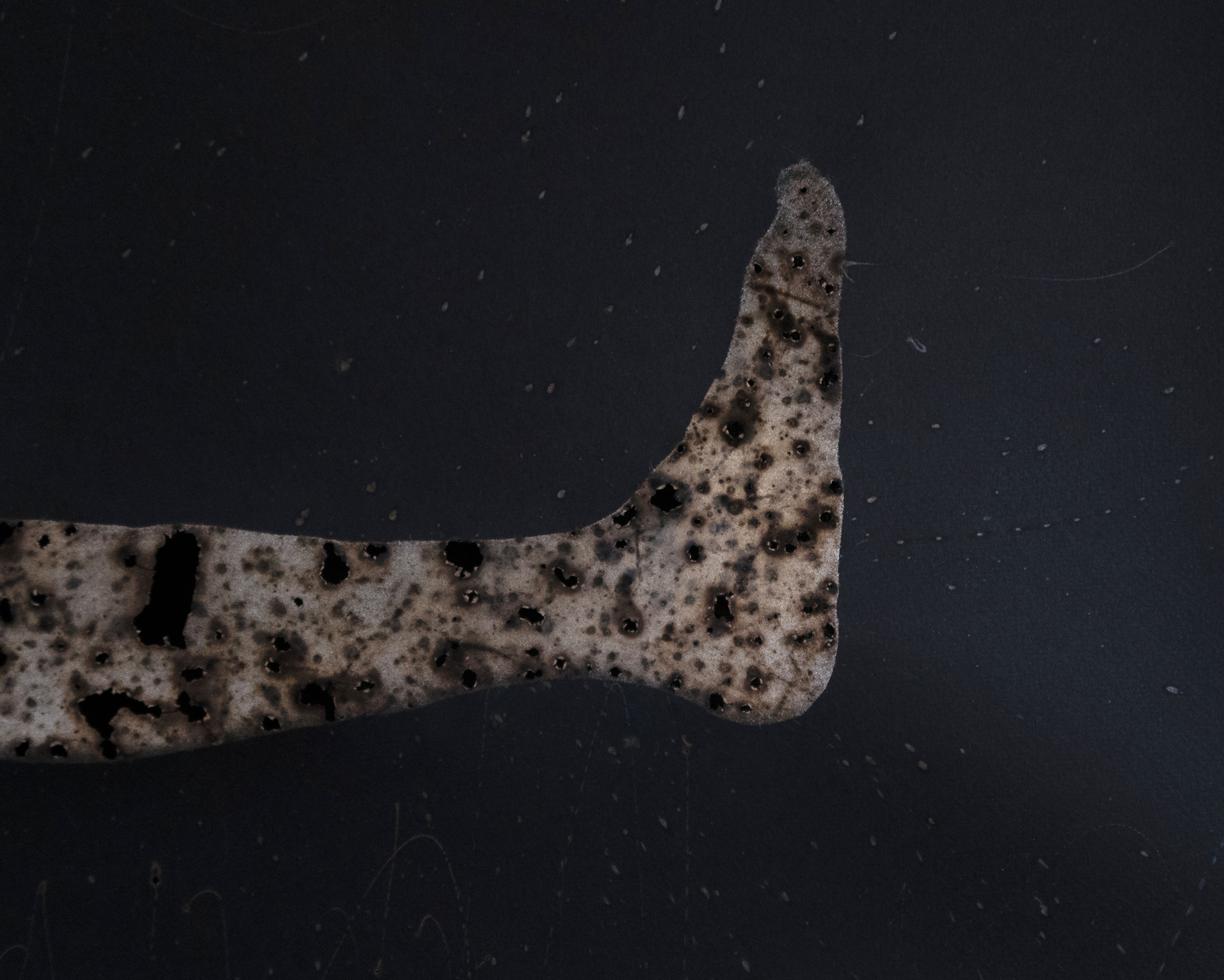 Disappearing act (low)