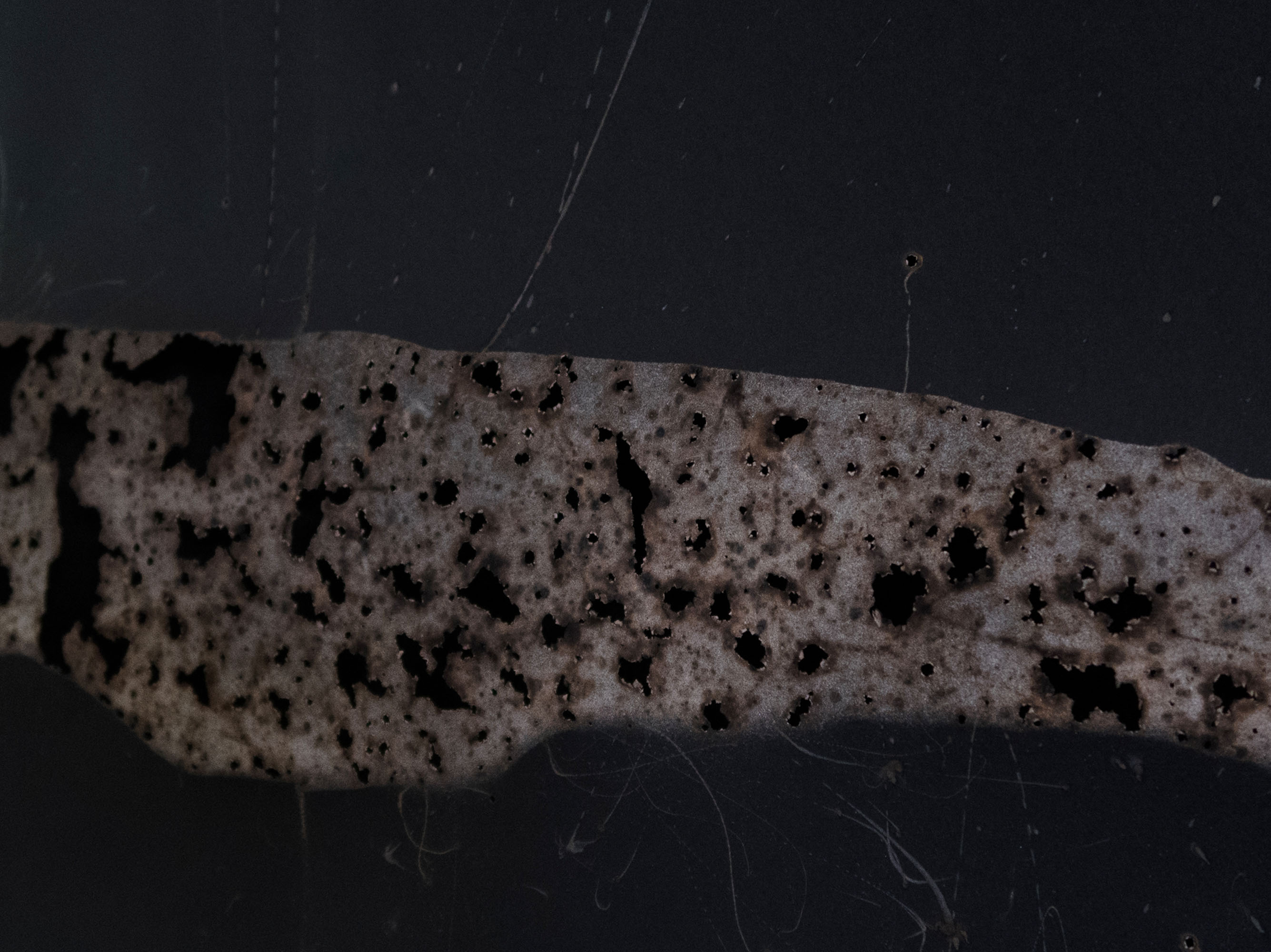 Disappearing act (low)