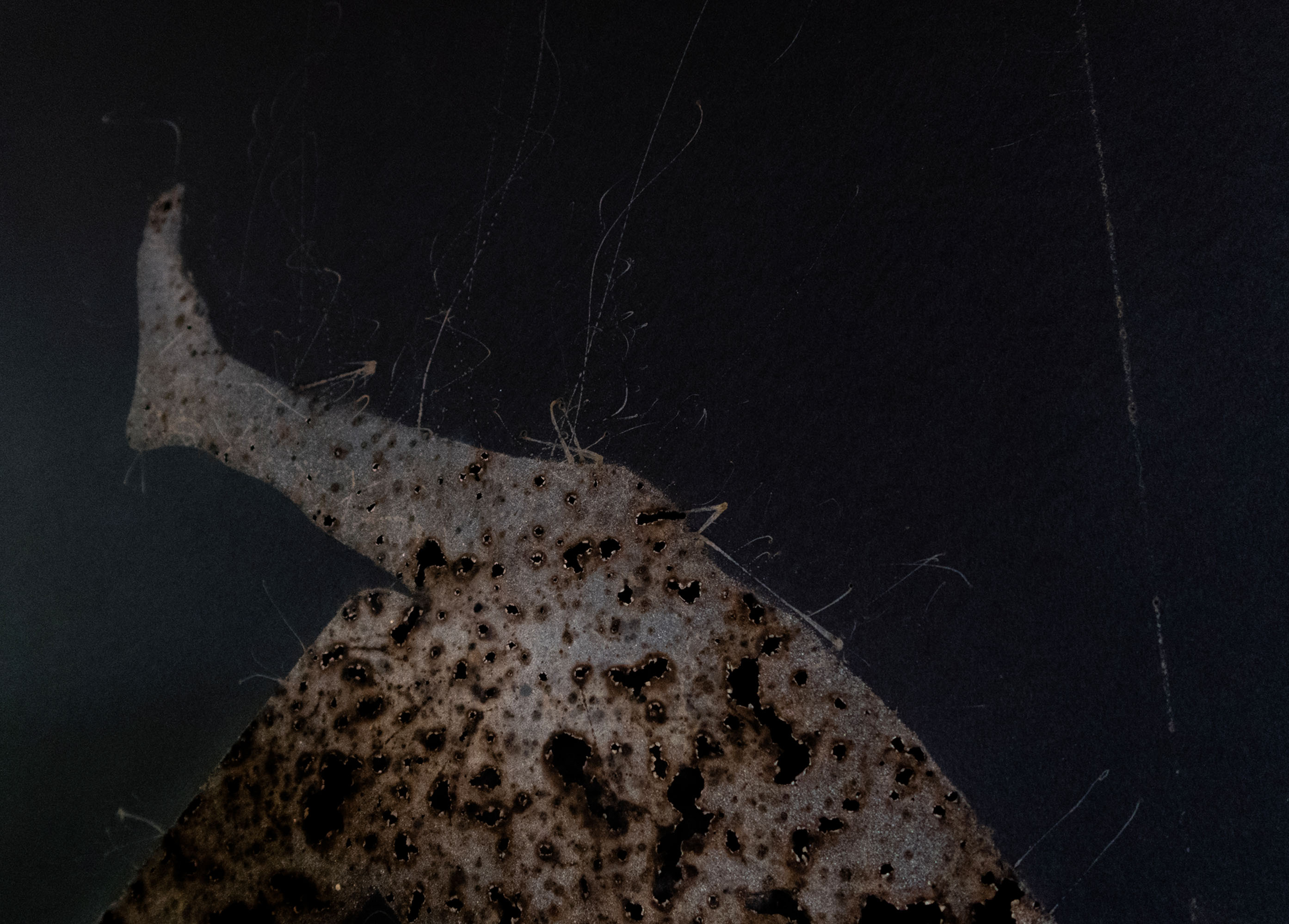 Disappearing act (mid)